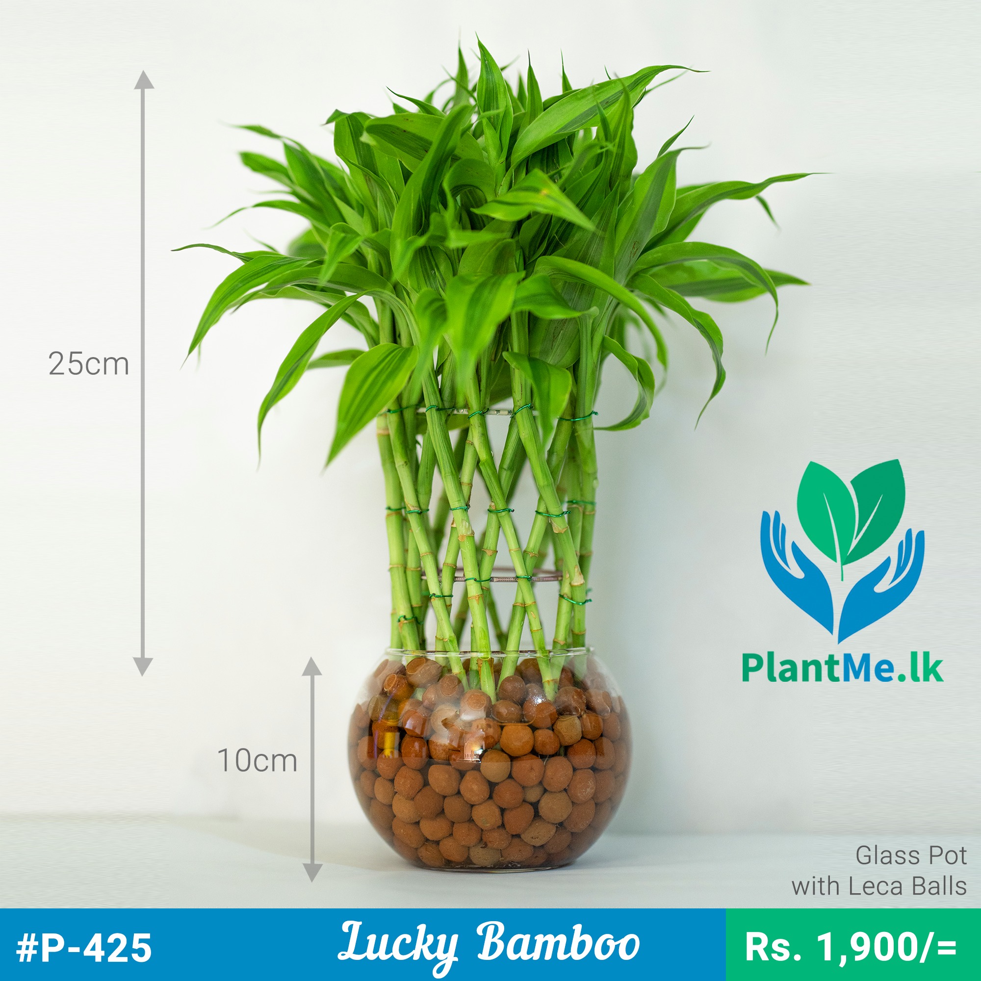 Lucky Bamboo In Glass Pot With Leca Balls P In Pannipitiya