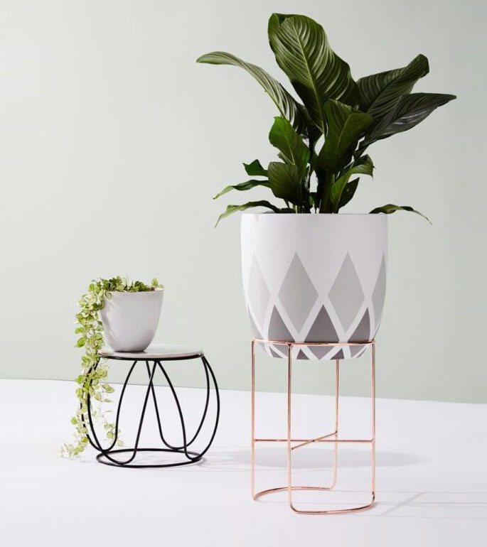 Indoor Plants in Sri Lanka & Plant Delivery from Colombo PlantMe.lk