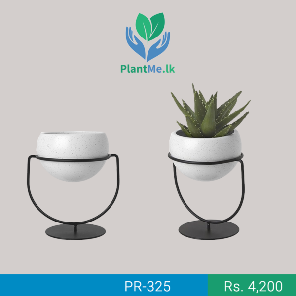 Buy Table Plant PR325 in Pannipitiya, Colombo, Sri Lanka PlantMe