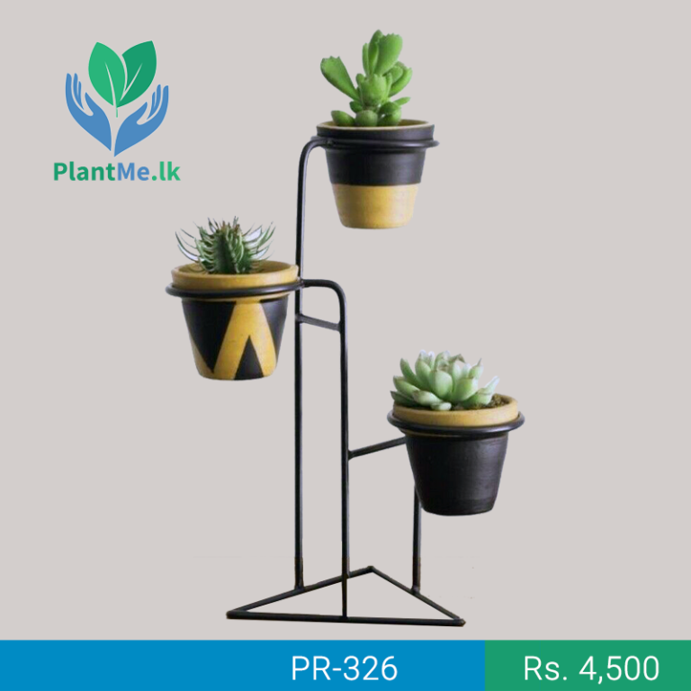 Buy Tipple Plants Holder PR327 in Pannipitiya, Colombo, Sri Lanka
