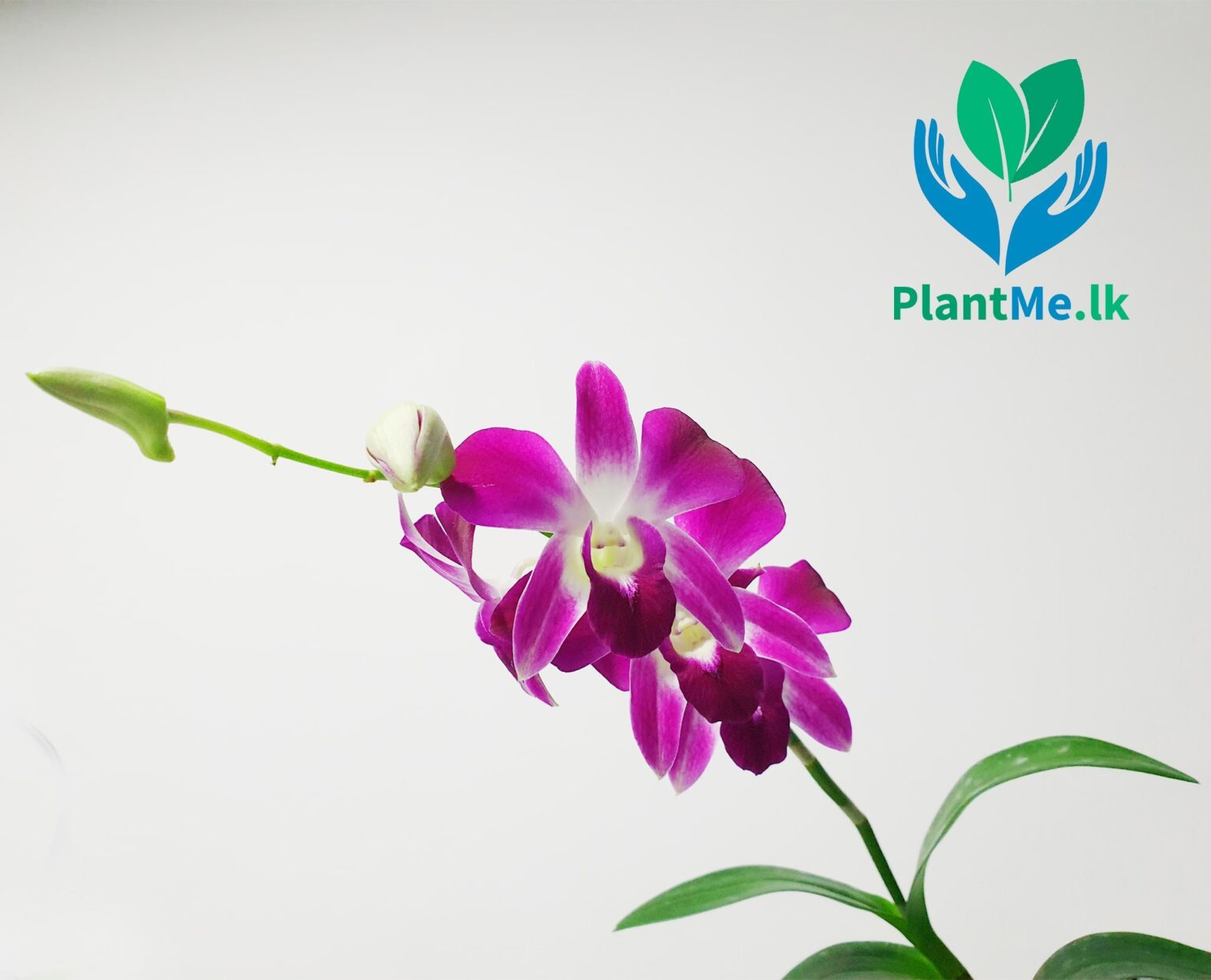 Buy Wall Hanging Orchid Plant PR321C in Pannipitiya, Colombo, Sri