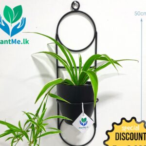 Wall Hanging Plant with Black Pot | PR-313