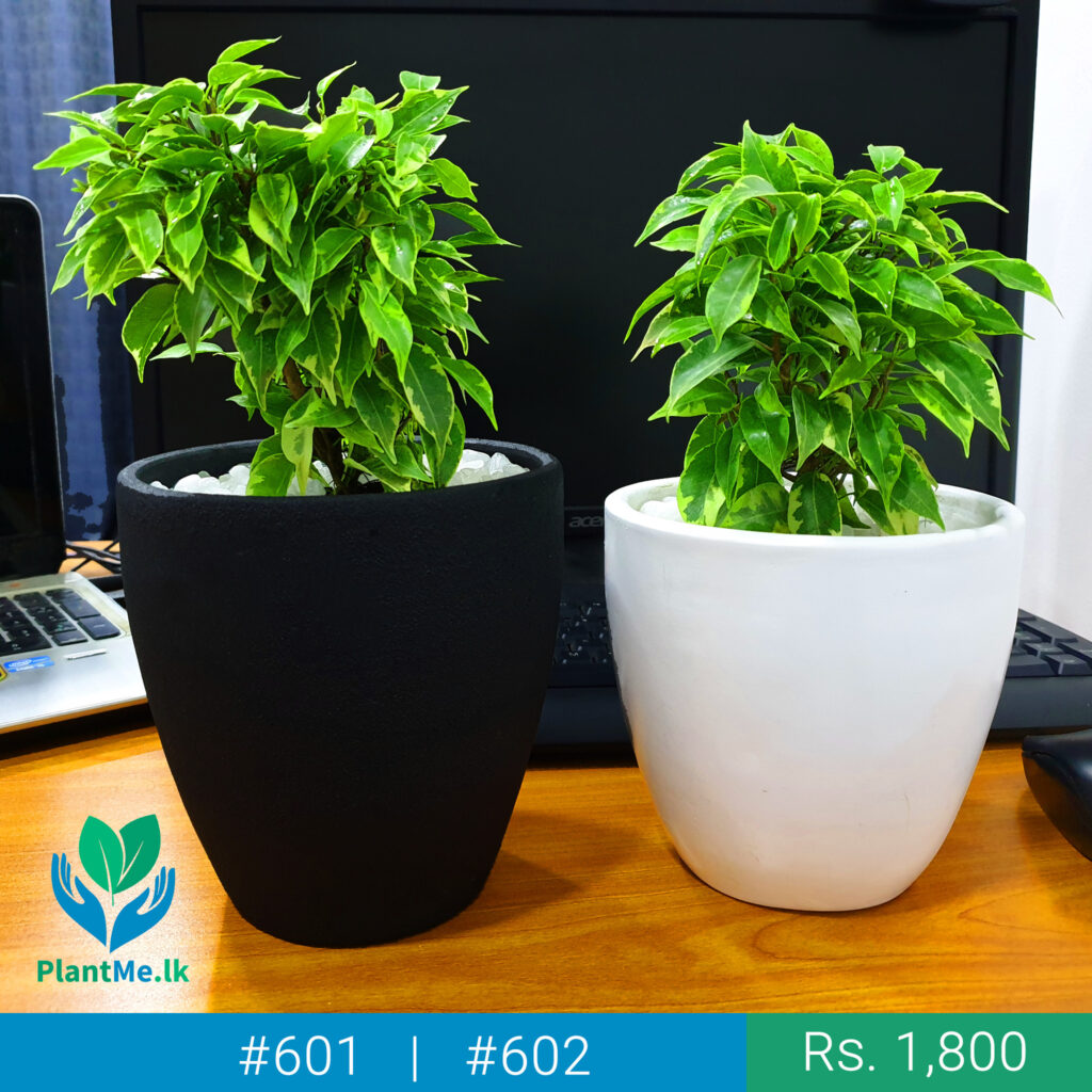 Buy Kuru Nuga Plant with Black Pot 601 in Pannipitiya, Colombo, Sri