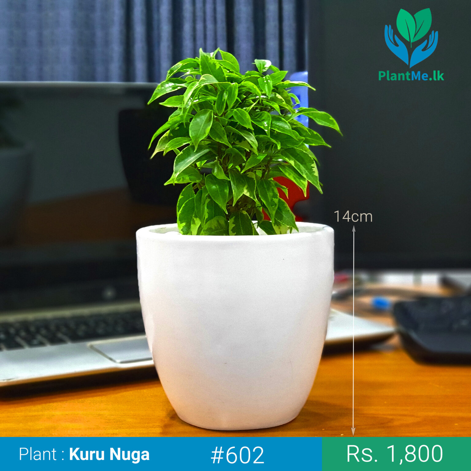Buy Kuru Nuga Plant with White Pot 602 in Pannipitiya, Colombo, Sri