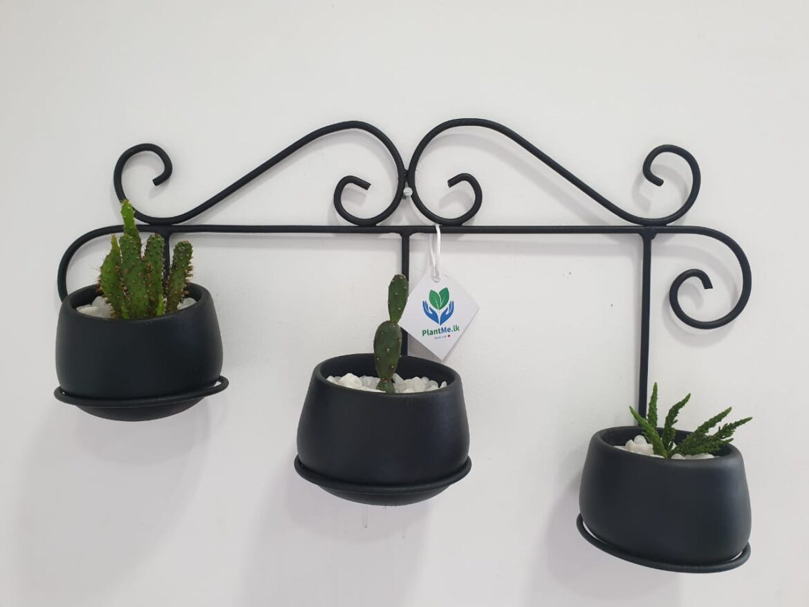 Buy Triplet Pots Wall hanging Plant Rack PS901 in Pannipitiya, Colombo, Sri Lanka PlantMe