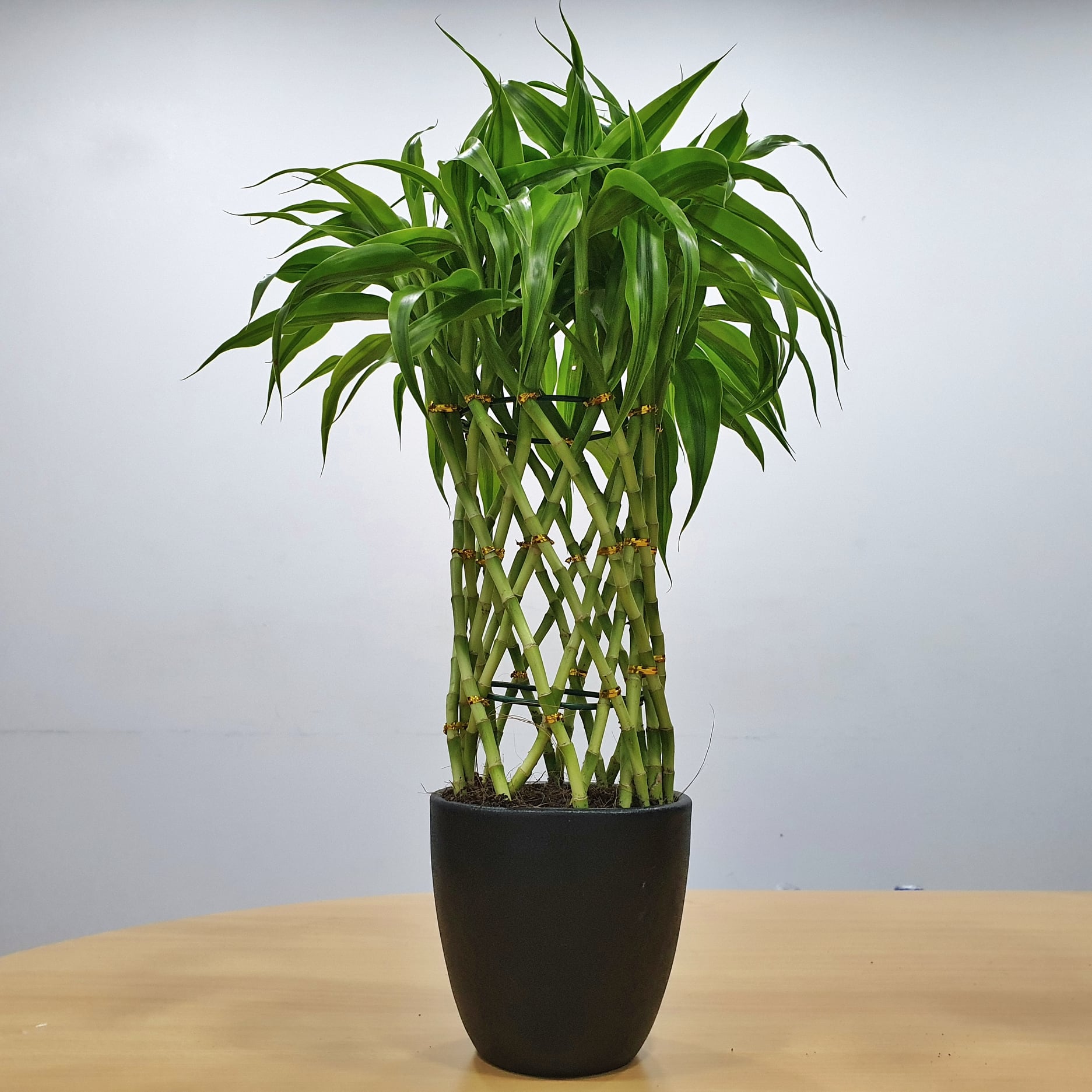 bamboo indoor plant pot lucky premium
