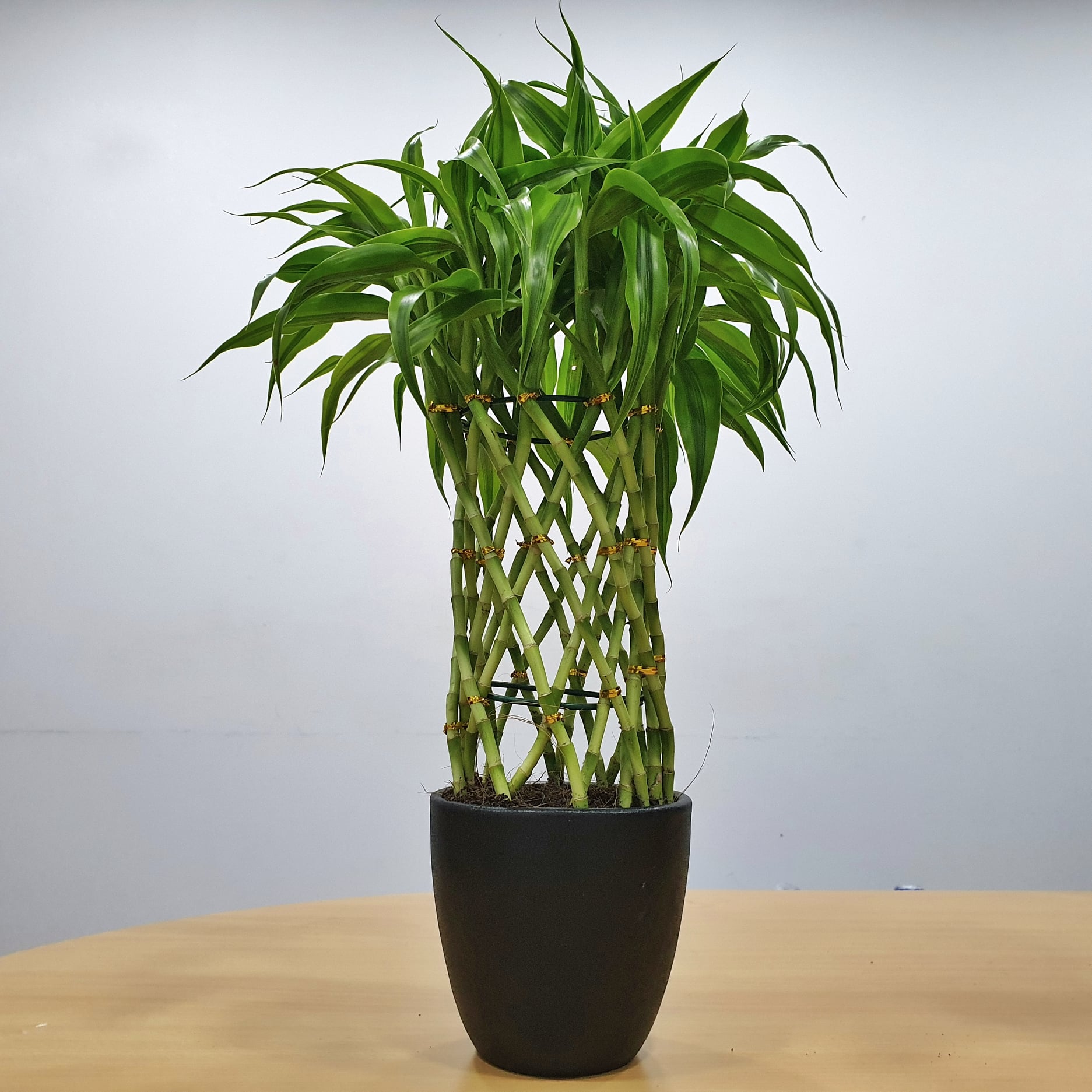 Lucky Bamboo in Black Pot - Premium Indoor Plant (Large) - #P-941 in