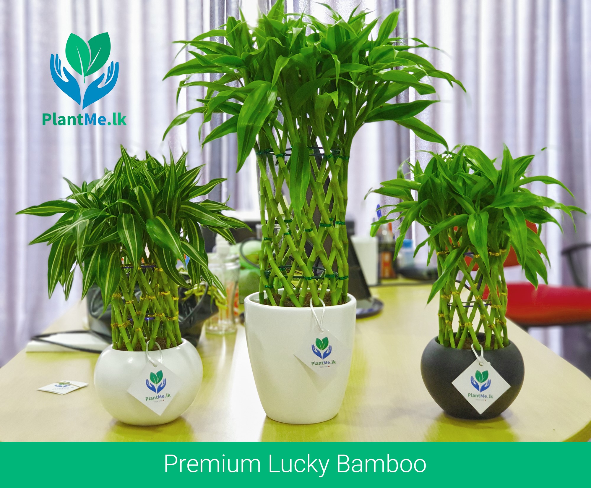 Lucky Bamboo In Black Pot Premium Indoor Plant Large P 941 In