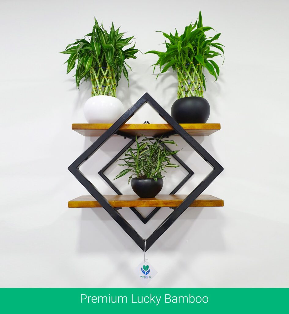 Diamond Wall Rack Buy Wooden Diamond Shape Wall Hanging Rack - Rs. 3100 in Pannipitiya ...