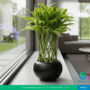 Lucky Bamboo Gold in Black Pot | #P-931