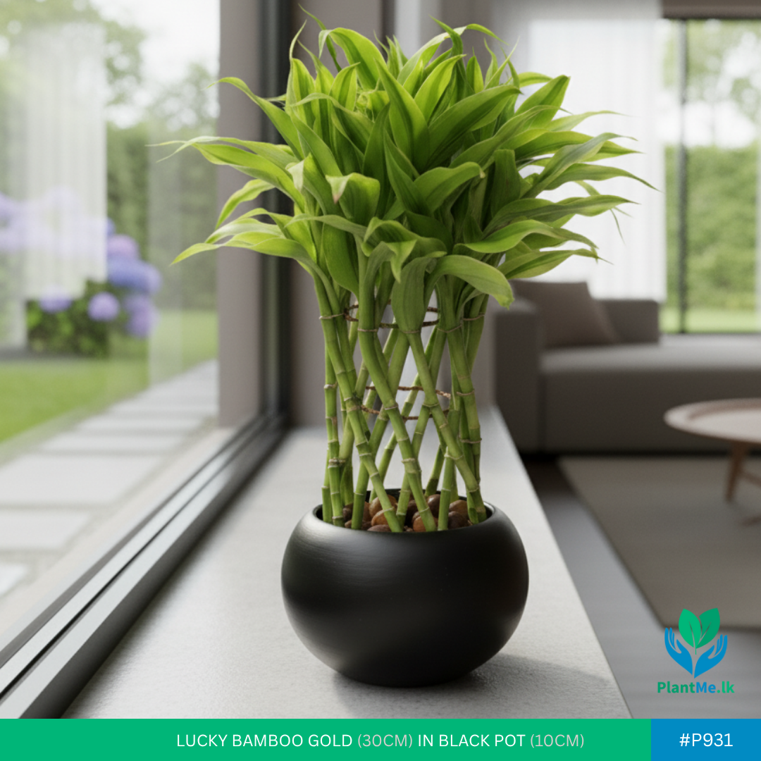 Lucky Bamboo Gold in Black Pot | #P-931