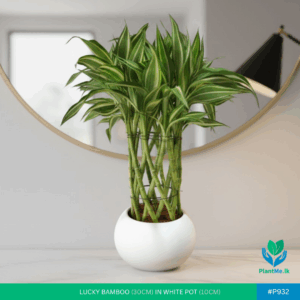 Lucky Bamboo Victory in White Pot | #P-932
