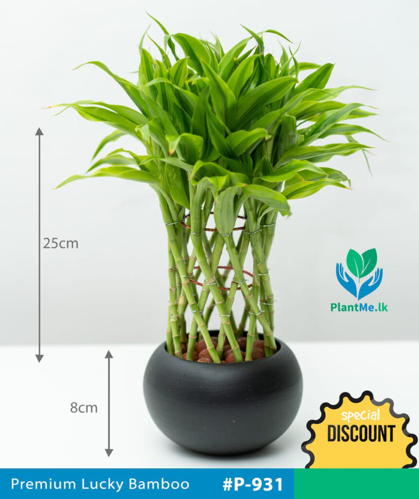 Buy Lucky Bamboo in Black Pot - Premium Indoor Plant #P-931 in ...