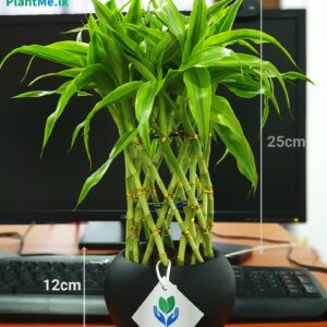 PlantMe - Indoor Plants & Outdoor Plants Delivery in Sri Lanka