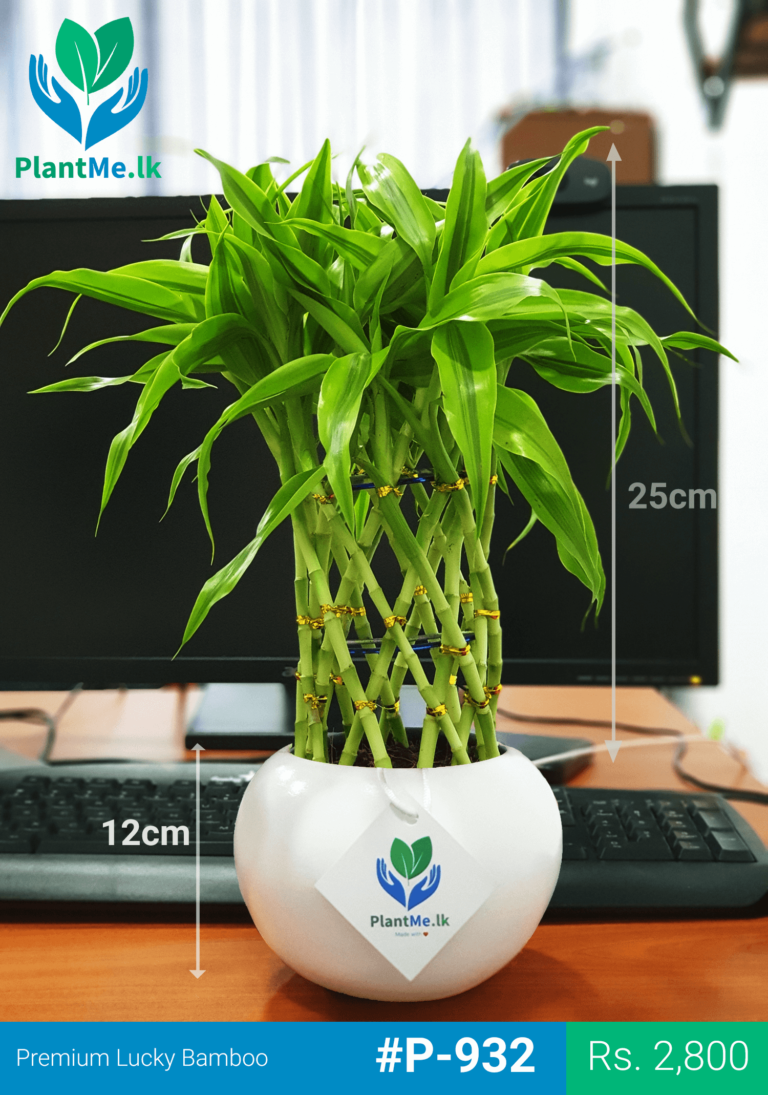 Lucky Bamboo in White Pot Premium Indoor Plant (Medium) P932 in