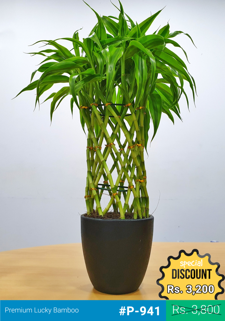 Buy Lucky Bamboo in Black Pot - Premium Indoor Plant (Large) - #P-941 ...