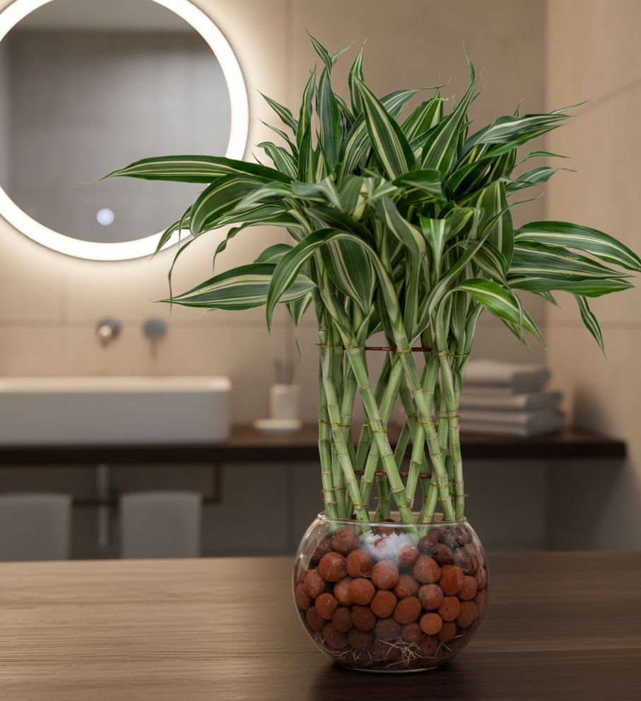 Lucky Bamboo Victory in Glass Pot with LECA Balls | #P-424 - Image 4