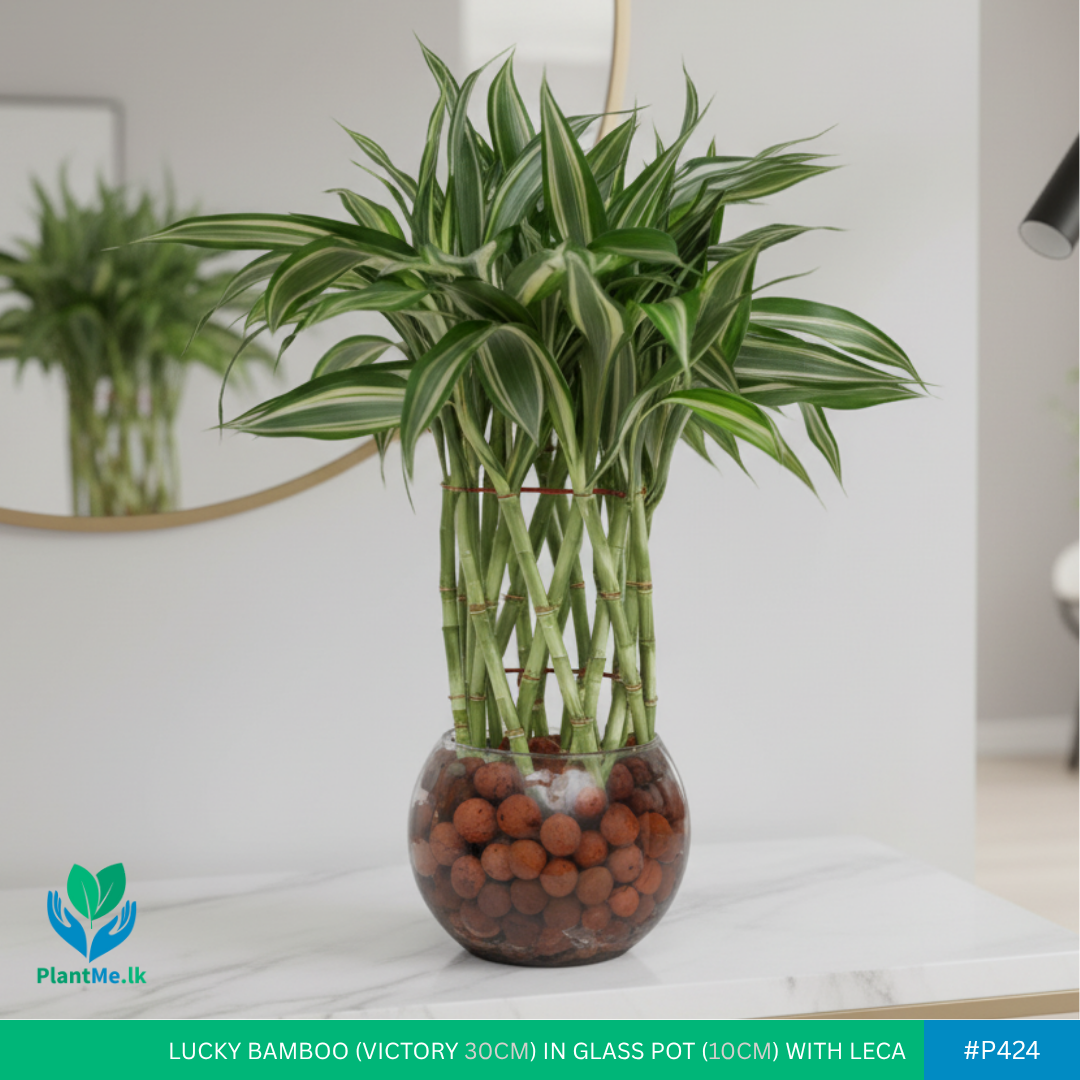 Lucky Bamboo Victory in Glass Pot with LECA Balls | #P-424