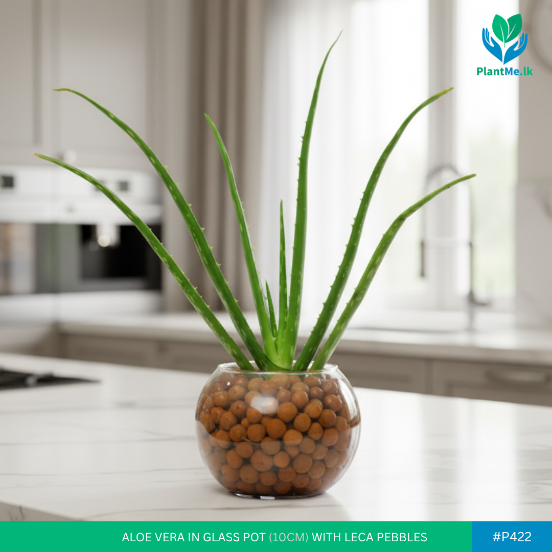 Aloe Vera in Glass Pot with LECA Balls | #P-422