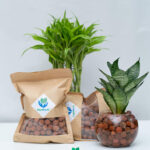 How to Successfully Grow and Maintain Lucky Bamboo with LECA Balls.