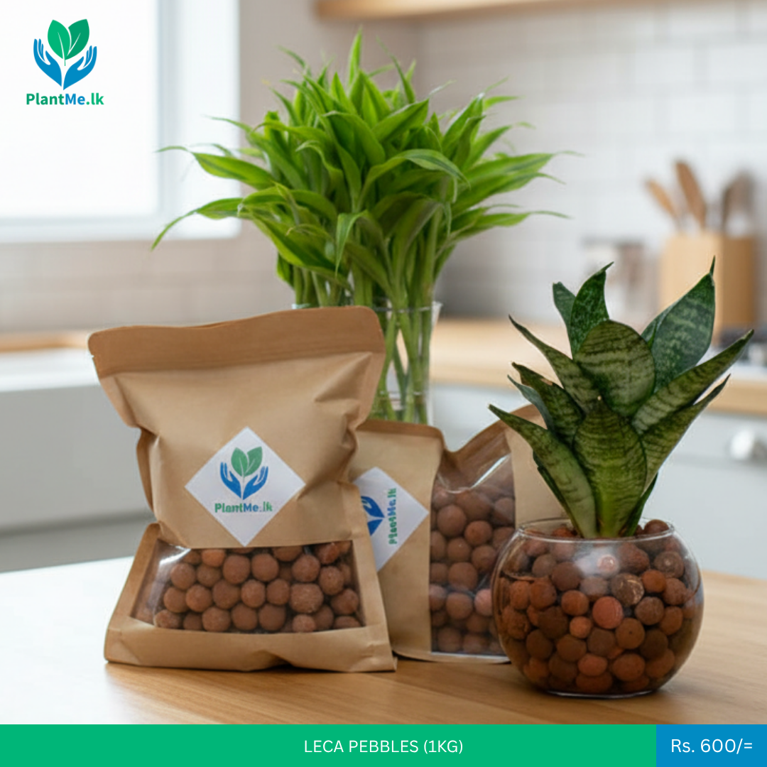 Premium LECA Pebbles / LECA Balls