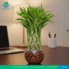 Lucky Bamboo Gold in Glass Pot with LECA Balls | #P-425