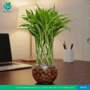 Lucky Bamboo Gold in Glass Pot with LECA Balls | #P-425