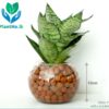 Sansaveria Plant in Glass Pot with Leca Balls