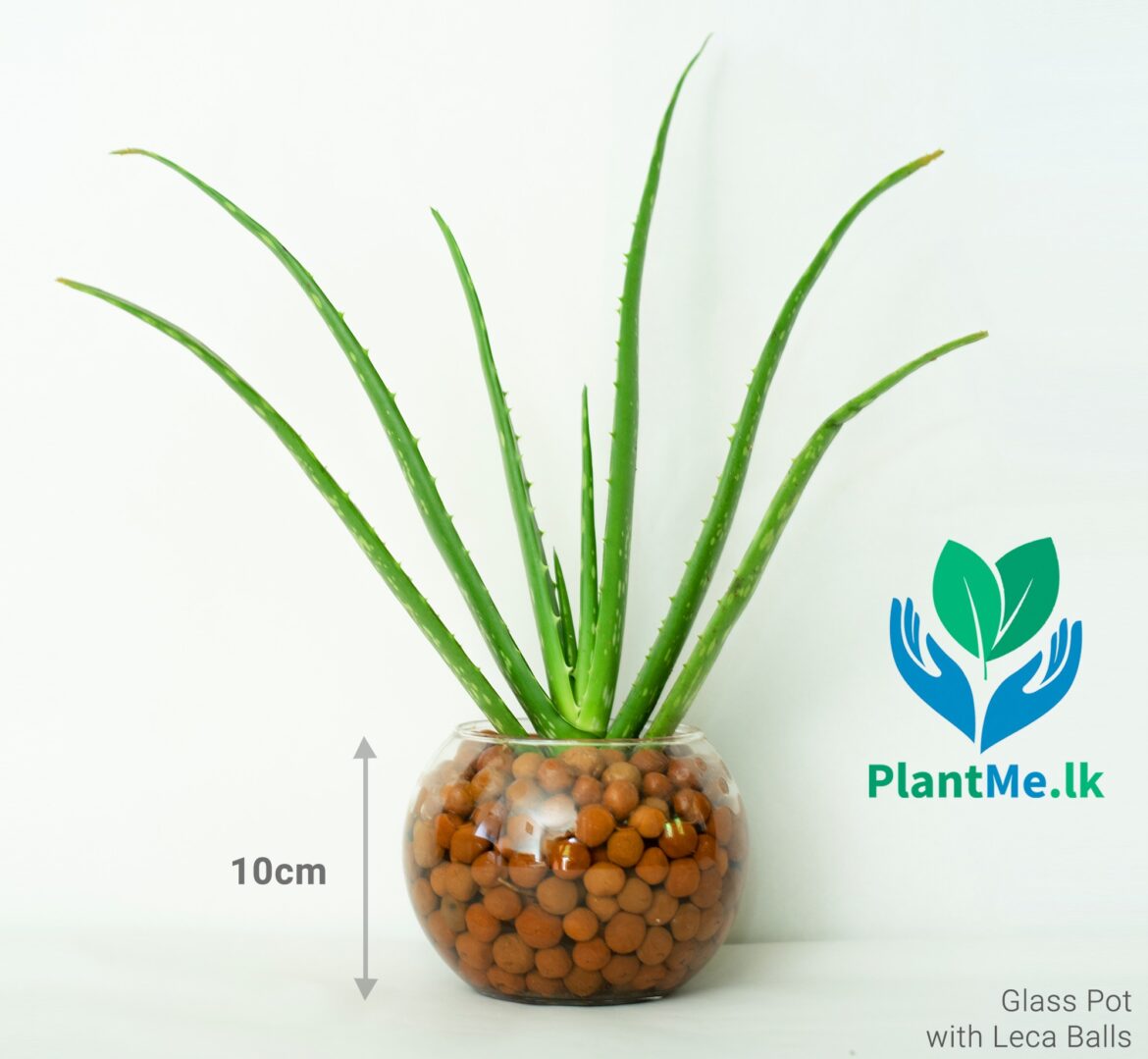 Buy Aloe Vera in Glass Pot with LECA Balls P422 in Pannipitiya