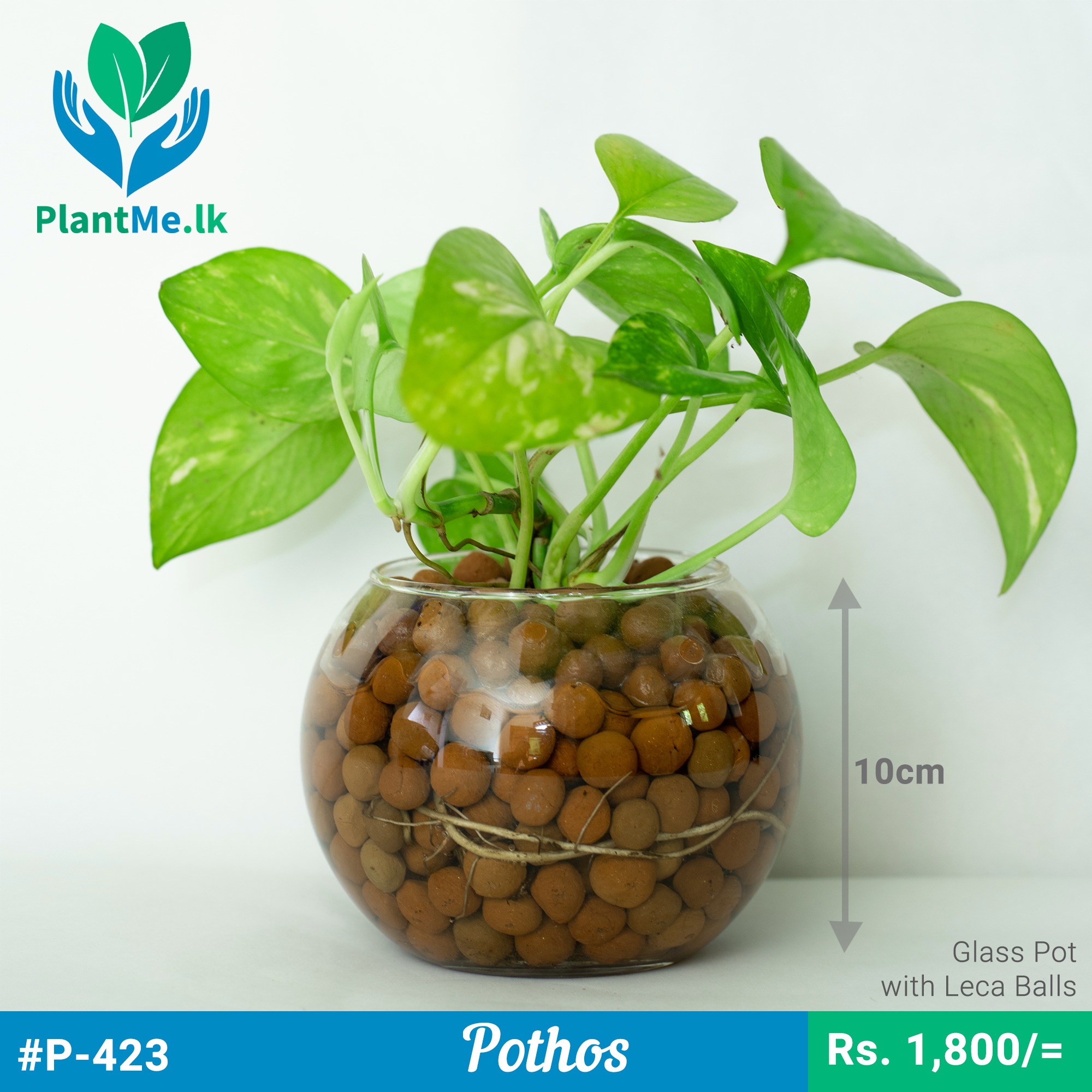 Pothos Plant in Glass Pot with LECA Balls P423 in Pannipitiya