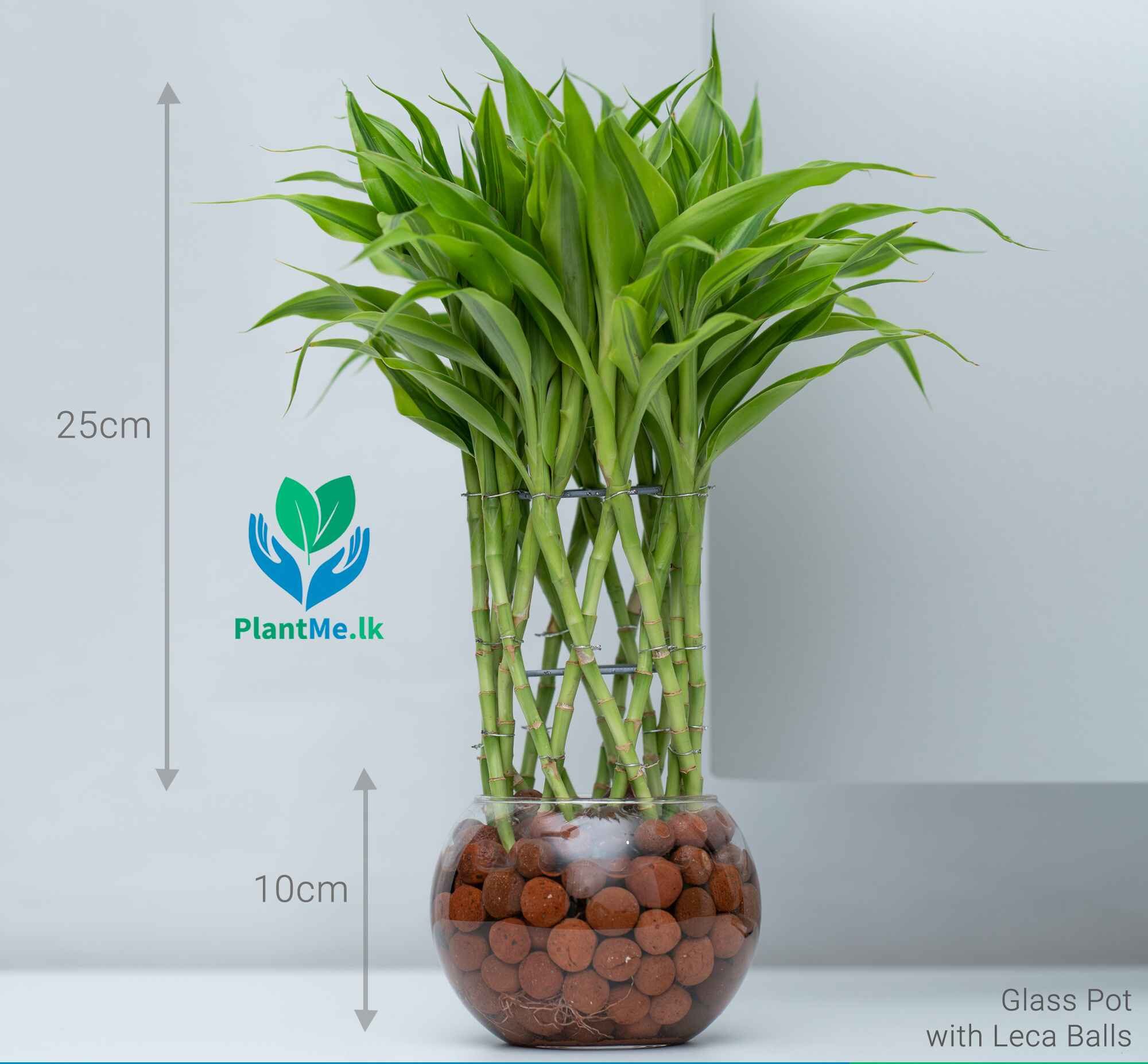 Lucky Bamboo in Glass Pot with LECA Balls