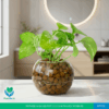 Pothos Plant in Glass Pot with LECA Balls | #P-423