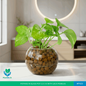 Pothos Plant in Glass Pot with LECA Balls | #P-423