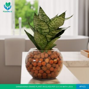 Sansevieria in Glass Pot with LECA Balls | #P-421 (Snake Plant)