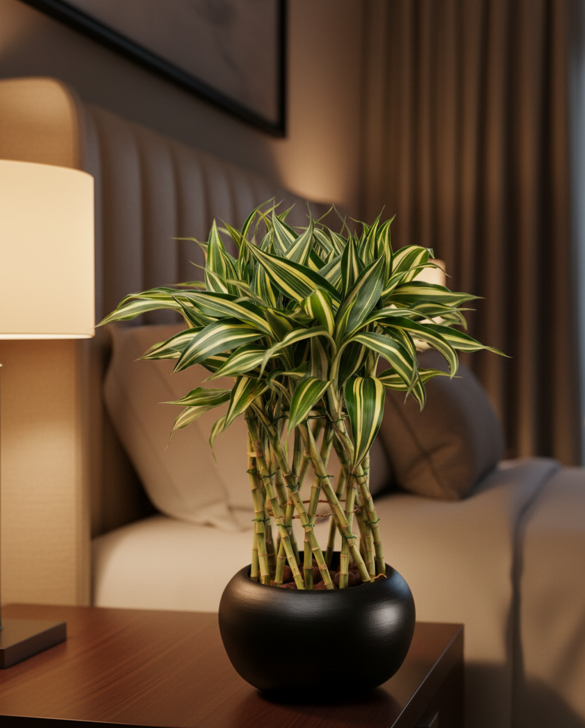 Lucky Bamboo Victory in Black Pot | #P-941 - Image 2