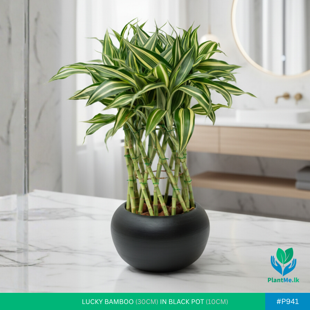 Lucky Bamboo Victory in Black Pot | #P-941