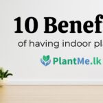 10 Benefits of Having Indoor Plants at Your Home