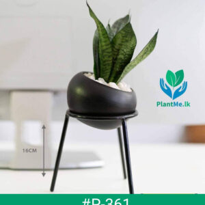 Sansevieria in Black Pot and Stand - Premium Indoor Plant #P-361