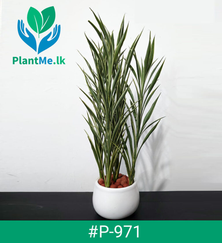 Buy Thin Bamboo in White Pot with Leca Balls Premium Indoor Plant P