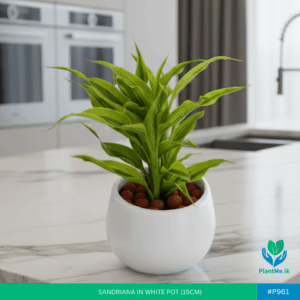 Sandriana in White Pot - Premium Indoor Plant #P-961