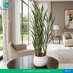 Thin Bamboo in White Pot with Leca Balls - Premium Indoor Plant #P-971