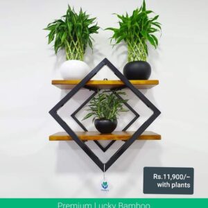 Wall Hanging Plants