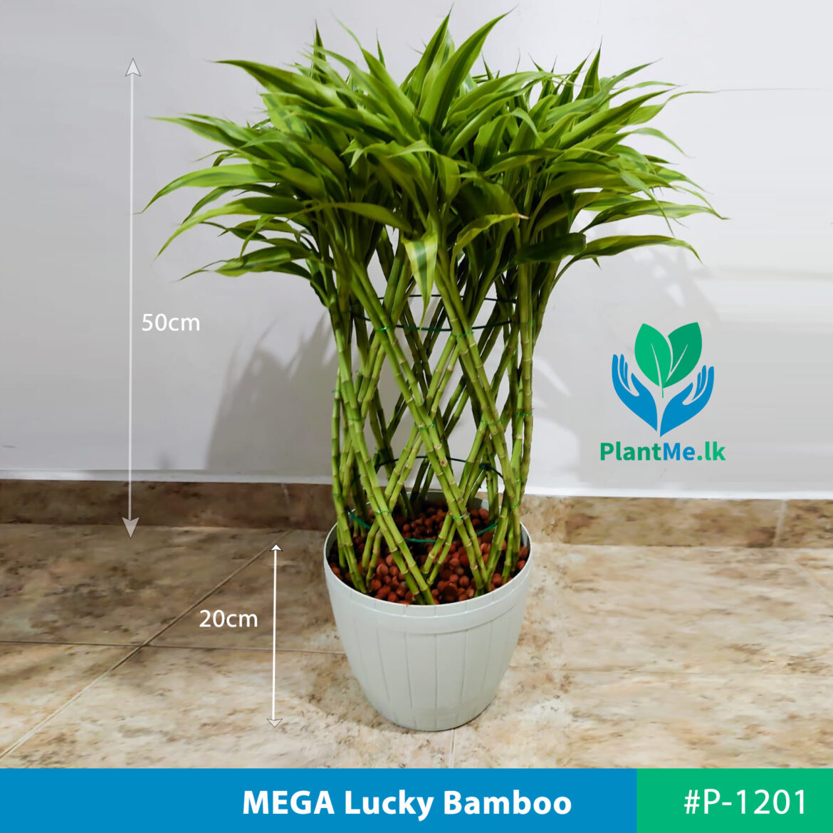 Buy MEGA Lucky Bamboo with Leca Pebbles in Fiber Pot - 50cm Tall Plants ...