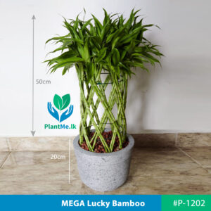 MEGA Lucky Bamboo with Leca Pebbles in Cement Pot - 50cm Tall Plants - #P1202
