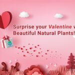Top 5 Gifts for this Valentine’s Day from PlantMe.lk with Delivery to Colombo District