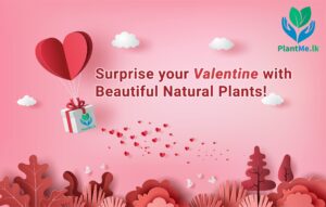 PlantMe Valentines Gifts