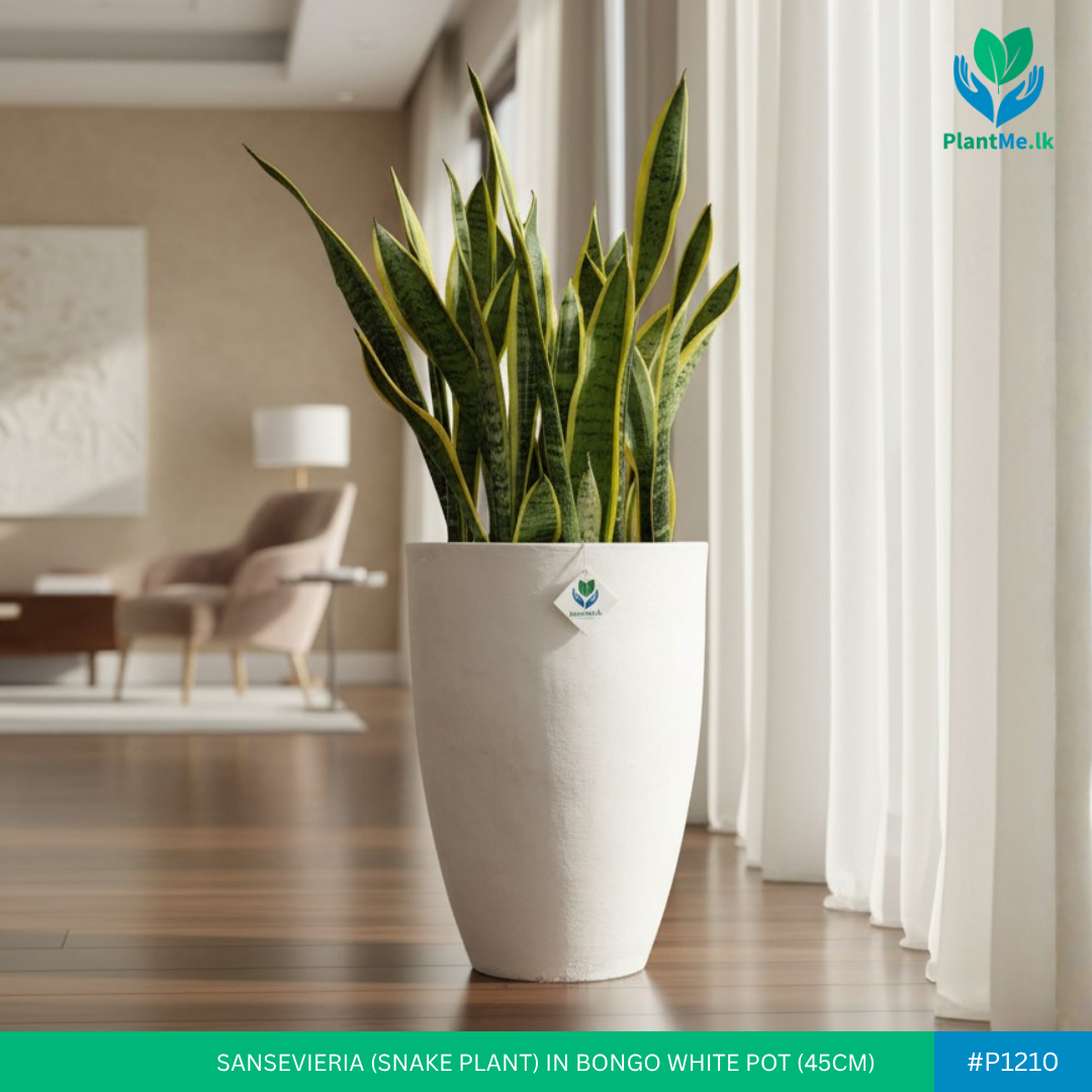 Sansevieria in Bongo Shaped White Pot (Snake Plant) - Image 2