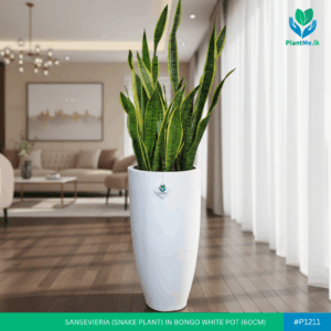 Sansevieria in Bongo Shaped White Pot (Snake Plant)