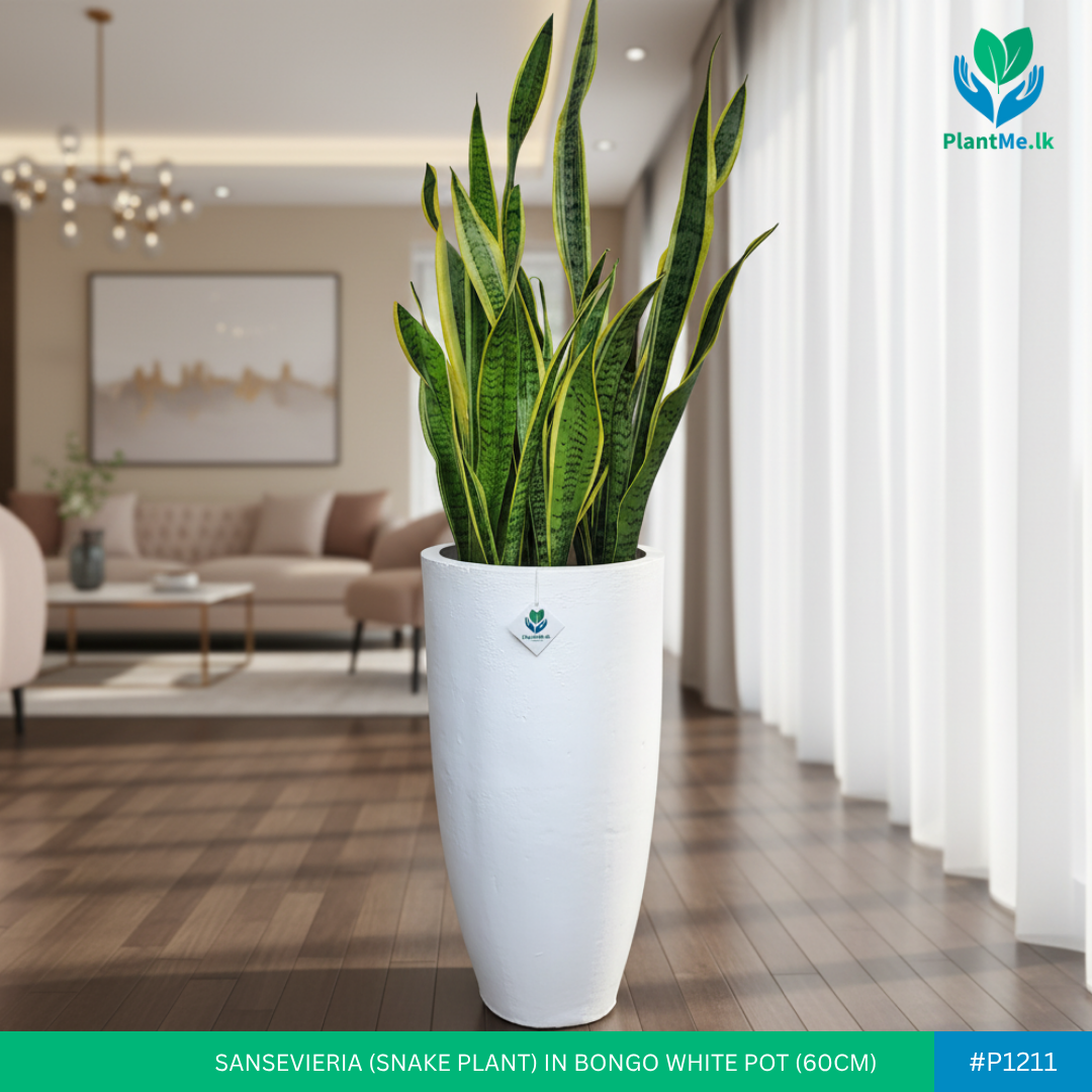 Sansevieria in Bongo Shaped White Pot (Snake Plant)