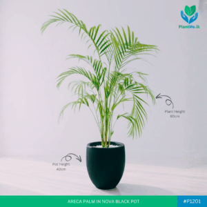 Areca Palm in Premium Nova Pot